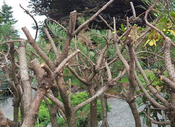 ChoppedOff-MugoPine-2_H270