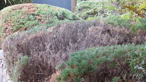 JuniperShrub-Always-Shaved_small-GreenMargin-H270