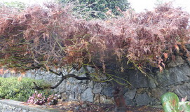 Maple-Badly-LetGo-1_H160