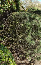 ShaveMugoPine-Becomes-DeadPine_H220