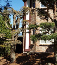 TooCloselyPruned-Pine-is-Dead_H220