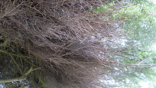 Tree-Dead-Inside_little-green-Outside-1_H180