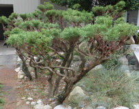 Chamaecyparas-After-Pruning-1_H160