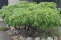 Chamaecyparas-Before-Pruning_H160