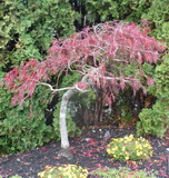 Maple-Semi-CascadeH160