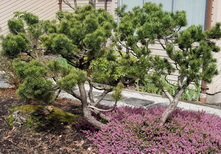 Mugo-Pine-2-Yrs-after-Pruning_H154