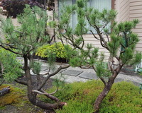 MugoPine-SimplifiedStructure_H160