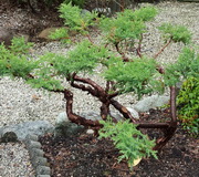 Juniper-fr-dead-inside-SimplifiedStruct_H160