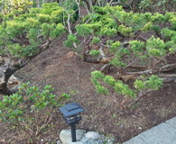 Junipers-Front-After-Pruning_H160