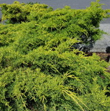 Junipers-Front-Before-Pruning_H160