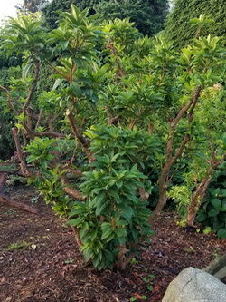 B-1-Pruned-Rhodo-3Months-later_W250