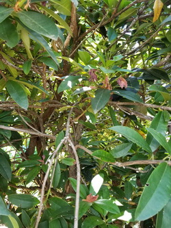 B-1-UnPruned-Rhodo_W250