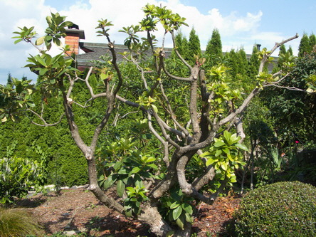 B-2_Rhodo-Old_Severely-Pruned_H333