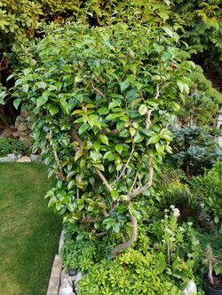 Camellia-CenterHedge-Fall-2018_W250