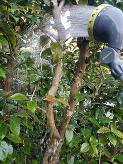 Camellias-CenterHedge-Pruned-Spring-2018_W250