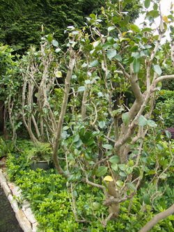 Severely-Pruned_Camellia-CenterHedge_W250